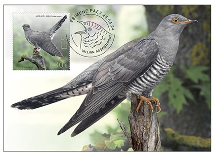 Estonia Estland Estonie 2024 Bird of the year Common cuckoo Omniva Maxicard