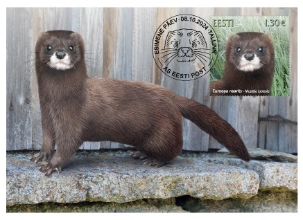 Estonia Estland Estonie 2024 Fauna European mink Omniva Maxicard