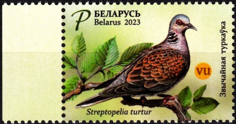 Belorussia Belarus Weissrussland 2023 Bird of the Year Streptopelia Turtur Pigeon Stamp ** - Image 1
