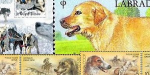 Dogs