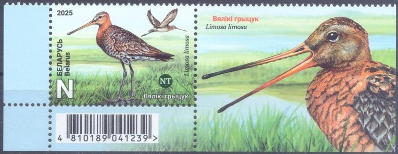 Belorussia Belarus 2025 Bird of the Year Black-tailed Godwit Stamp with label ** - Image 1