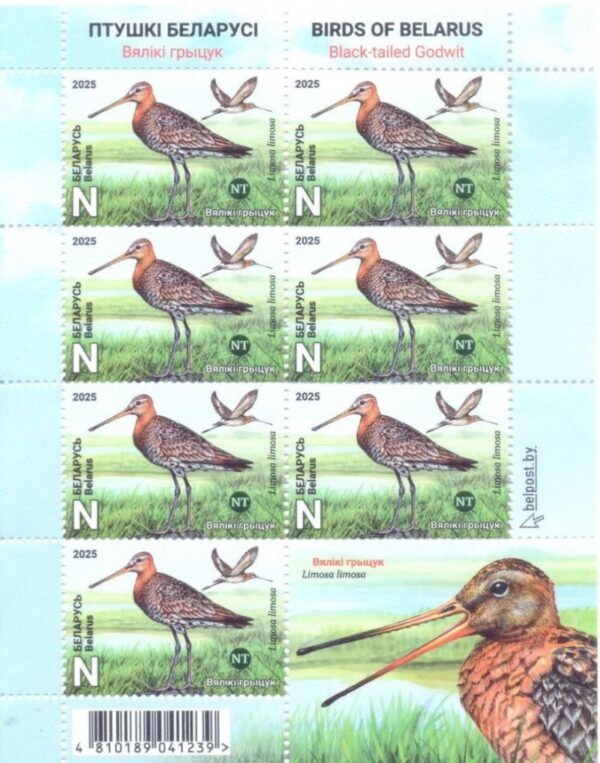 Belorussia Belarus 2025 Bird of the Year Black-tailed Godwit Sheetlet with label MNH