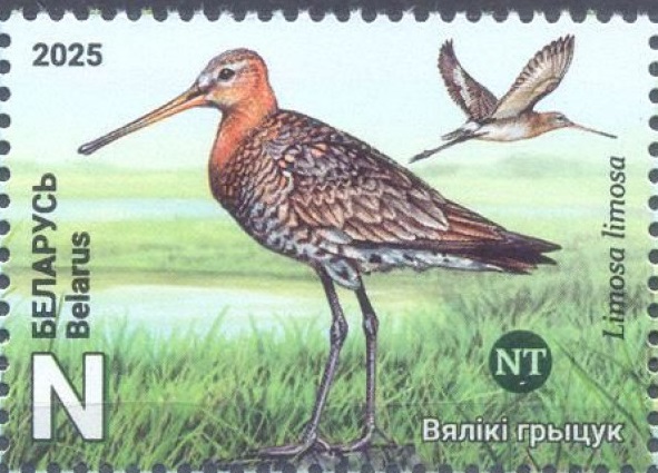 Belorussia Belarus 2025 Bird of the Year Black-tailed Godwit Stamp MNH