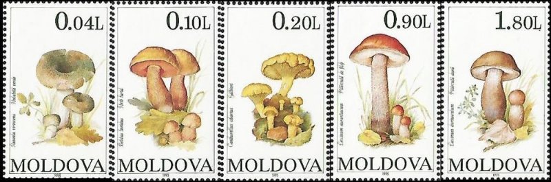 Moldova Moldavia 1995 Mushrooms Set of 5 stamps MNH - Image 1