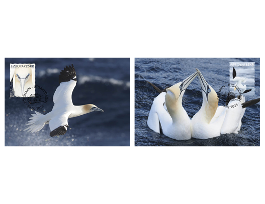 Faroe Islands Denmark 2025 Birds Northern Gannet Set of 2 Maxicards