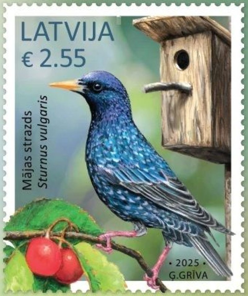 Latvia 2025 Bird common starling Stamp MNH - Image 1