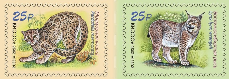 Russia 2025 Fauna Wild cats Join issue with Laos Set of 2 stamps in strip MNH - Image 1