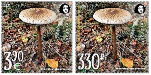 Russia and Finland 2021 Parasol mushroom a delicacy of gastronomy Peterspost joint issue set of 2 single stamps MNH