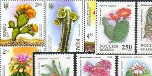 Cactus